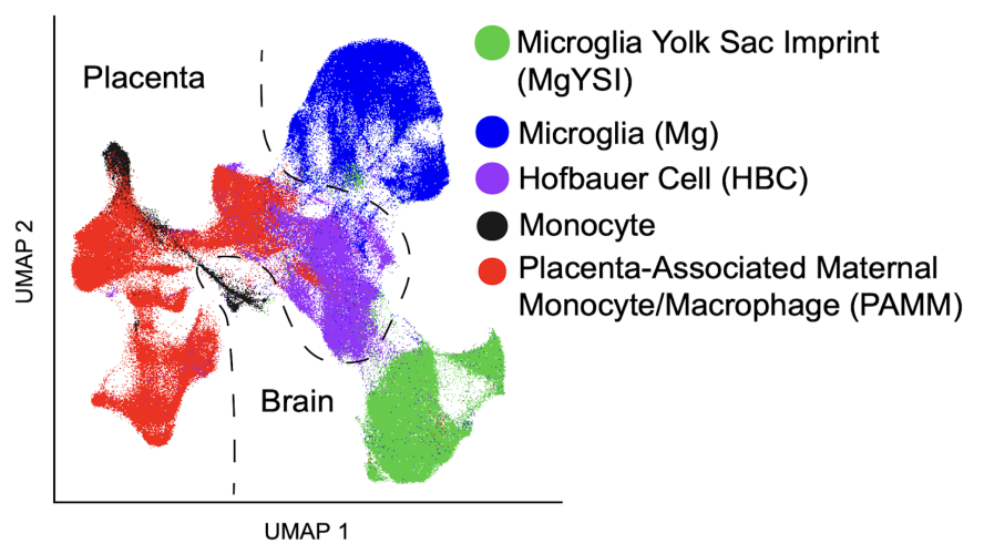 researchbio-Hofbauer-cells-and-fetal-brain-microglia. 2D plot with axes corresponding to projection dimensions and different types of cells belonging to different clusters, each with a distinct color (green, blue, purple, black, and red) 